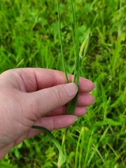 Tragopogon pratensis
