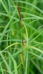 Carex atherodes