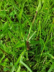 Tragopogon pratensis
