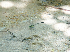 Euthygomphus koxingai