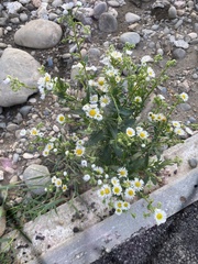 Erigeron annuus