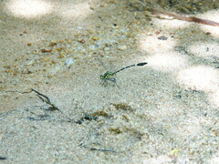 Euthygomphus koxingai