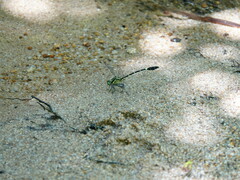 Euthygomphus koxingai