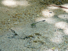 Euthygomphus koxingai