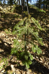 Abies neodurangensis