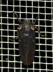 Barbatana