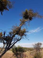 Combretum erythrophyllum