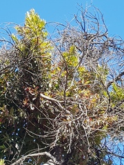 Combretum erythrophyllum