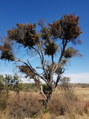 Combretum erythrophyllum