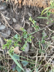 Magnoliopsida