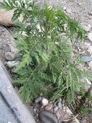 Ambrosia artemisiifolia
