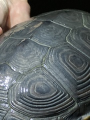 Malaclemys terrapin terrapin
