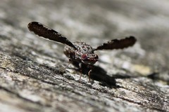 Callopistromyia strigula