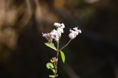 Stevia jorullensis