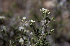 Fendlerella utahensis