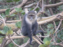 Cercopithecus mitis