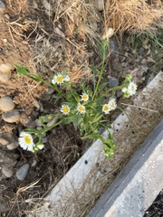 Erigeron