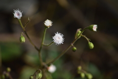 Ageratina bellidifolia