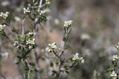 Fendlerella utahensis