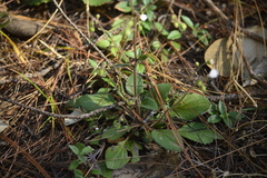 Ageratina bellidifolia