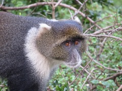 Cercopithecus mitis