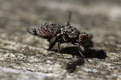 Callopistromyia strigula