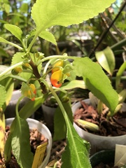 Impatiens niamniamensis