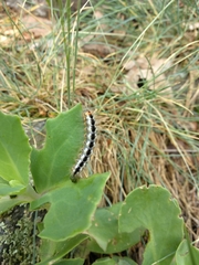 Acronicta euphorbiae