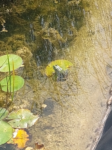 Wasserfrösche