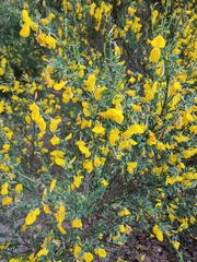 Cytisus scoparius