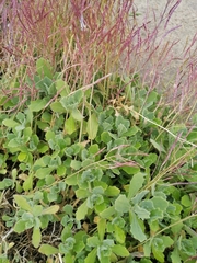 Arabis caucasica