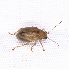 Colaspis brunnea