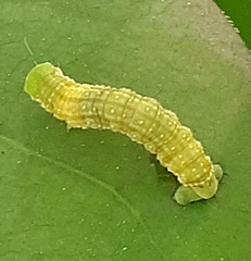Lithophane antennata