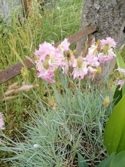 Dianthus plumarius