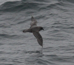 Kerguelen Petrel photo 3