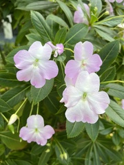 Impatiens sodenii
