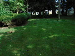 Sciurus carolinensis