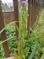 Hesperis pycnotricha