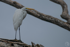 Ardea alba