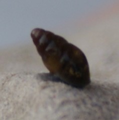 Cochlicopa lubrica