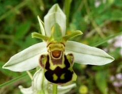 Ophrys apifera aurita
