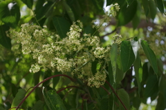 Ailanthus