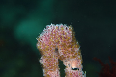 Umimayanthus parasiticus