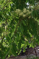 Ailanthus