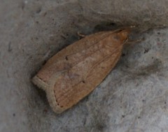 Psilocorsis reflexella