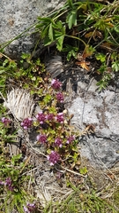 Serpyllum