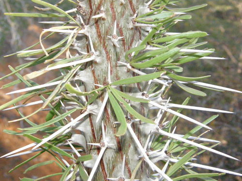 Madagascar Octopus Tree