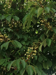 Aesculus hippocastanum