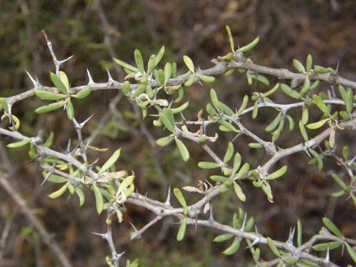 Alluaudiopsis marnieriana (Alluaudiopsis marnieriana)