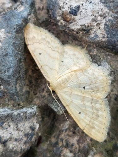 piadica mokraďová (Idaea biselata)